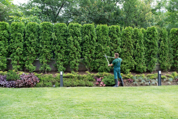 Best Emergency Tree Removal  in Newport News, VA